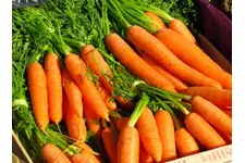 Havuç Vitamin Değerleri