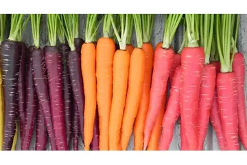 Mor Havuç Kullanımı ve Faydaları Nelerdir?