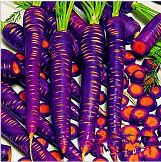 Havuçeşitleri Nelerdir?