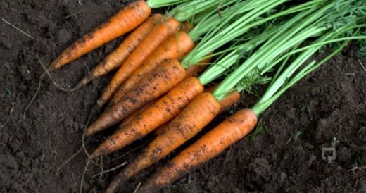 Havuç Nasıl Ekilir?