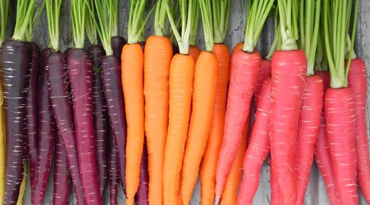 Mor Havuç Kullanımı ve Faydaları Nelerdir?